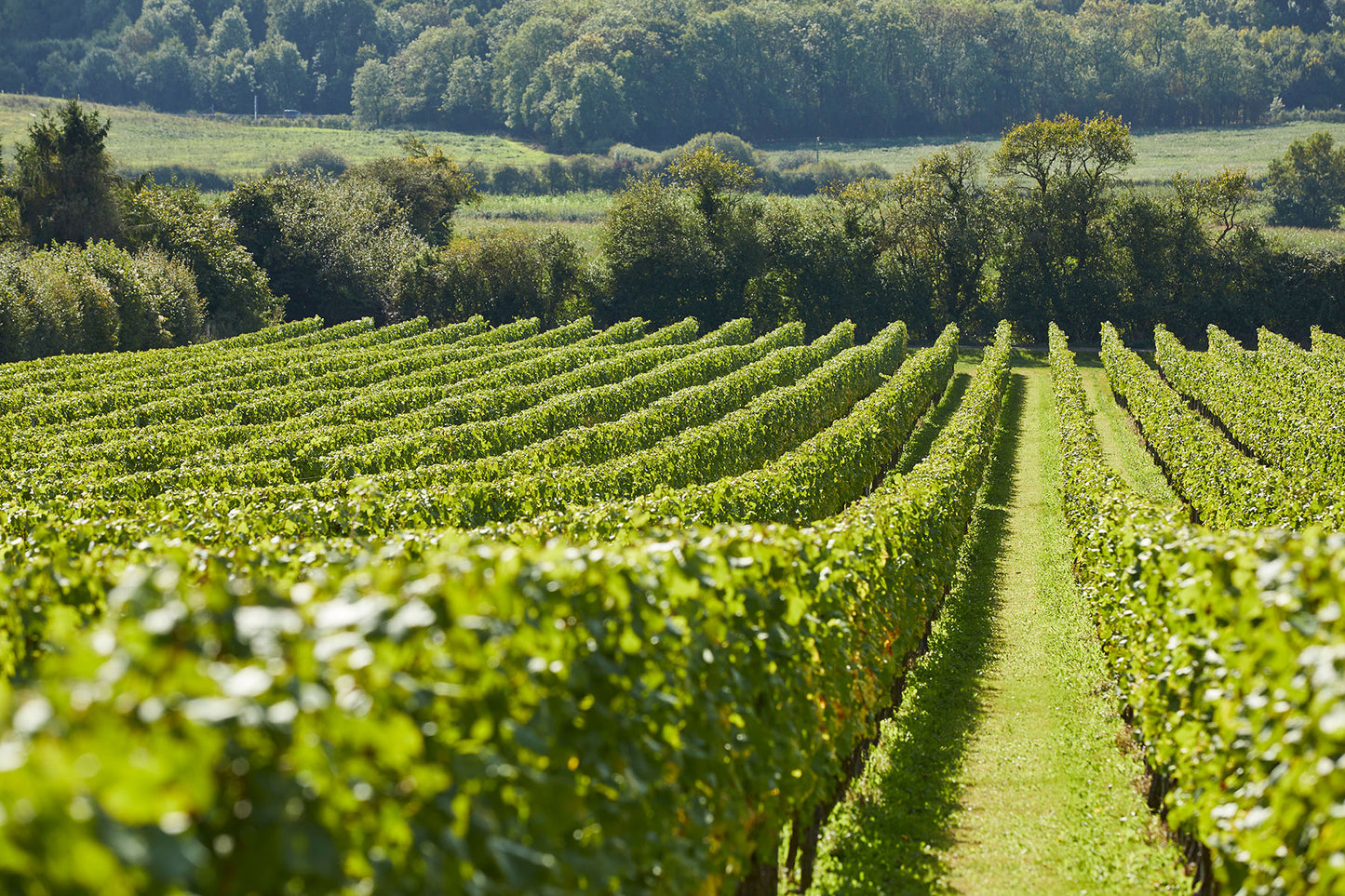 Squerryes Gift Vouchers